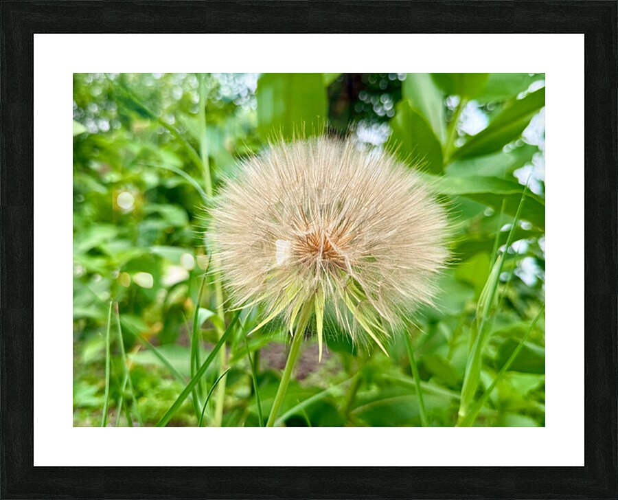 The Last Wishkeeper: Holding Dreams Before the Wind Picture Frame print