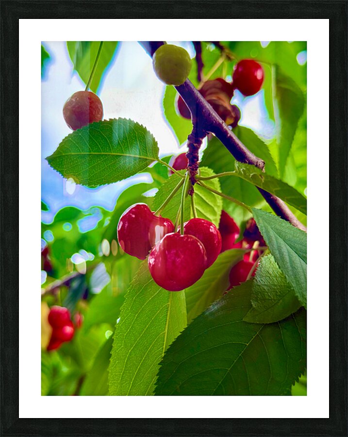 Ripening Moments Under Summer’s Veil Picture Frame print