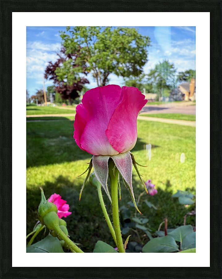 The Rose That Waits: Patience in Pink Picture Frame print