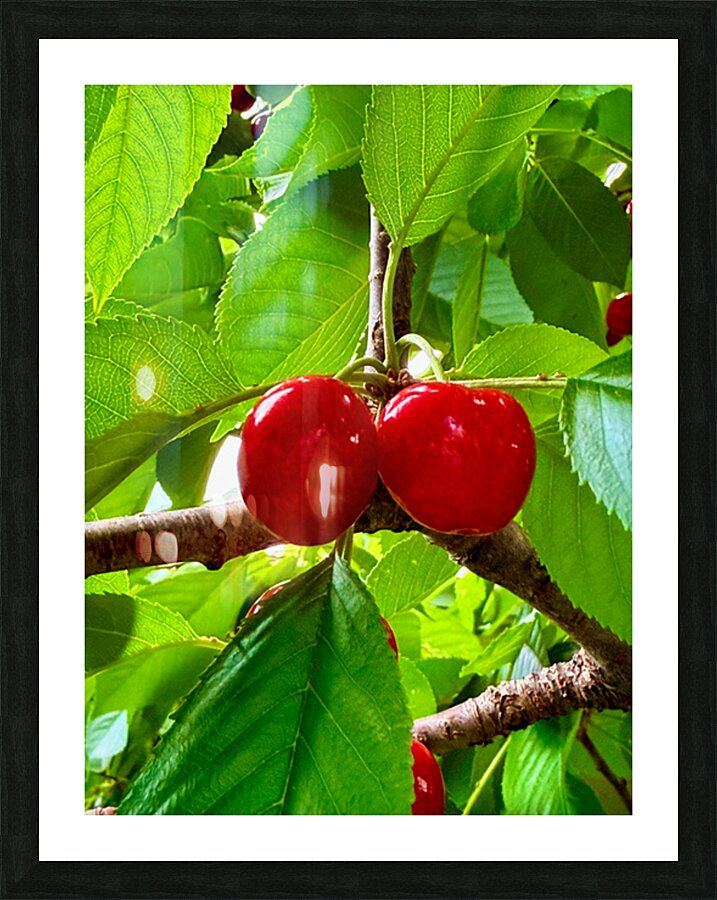 Twin Suns on the Orchard Axis Picture Frame print