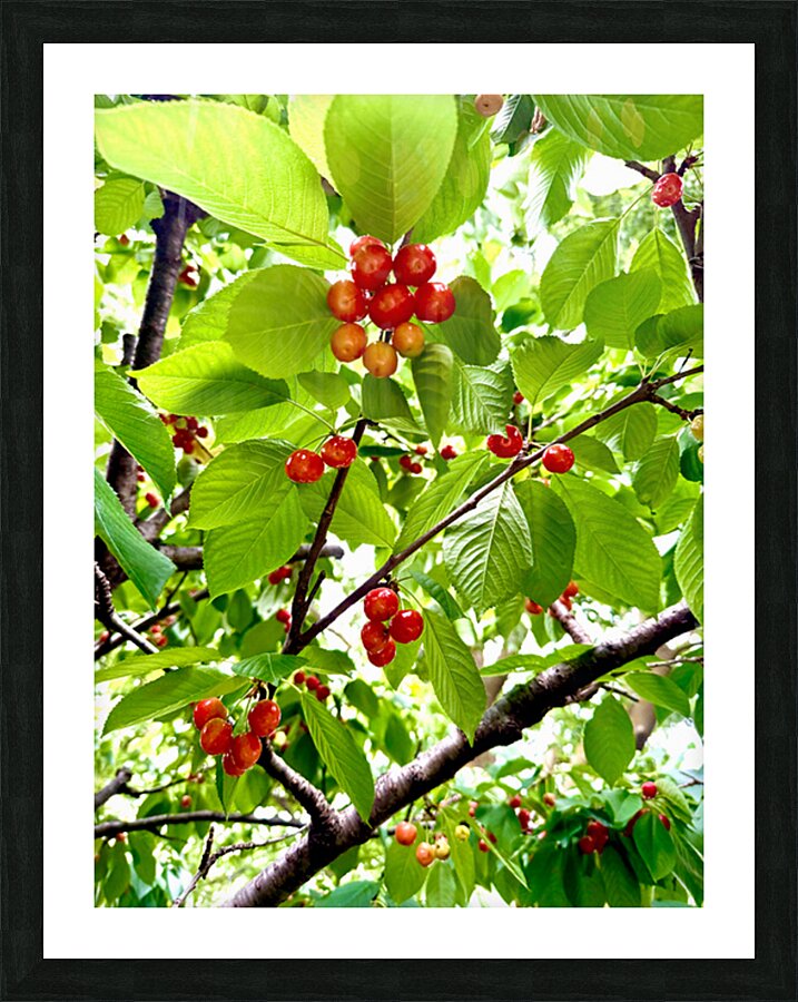 Emerald Boughs and Scarlet Promises Picture Frame print