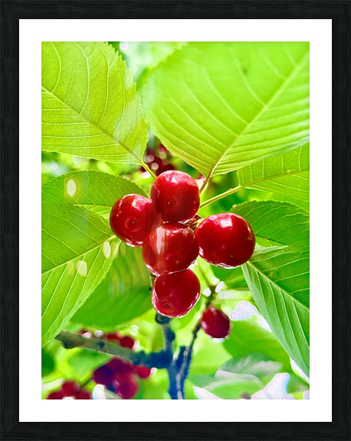 Scarlet Clusters of Abundance Picture Frame print