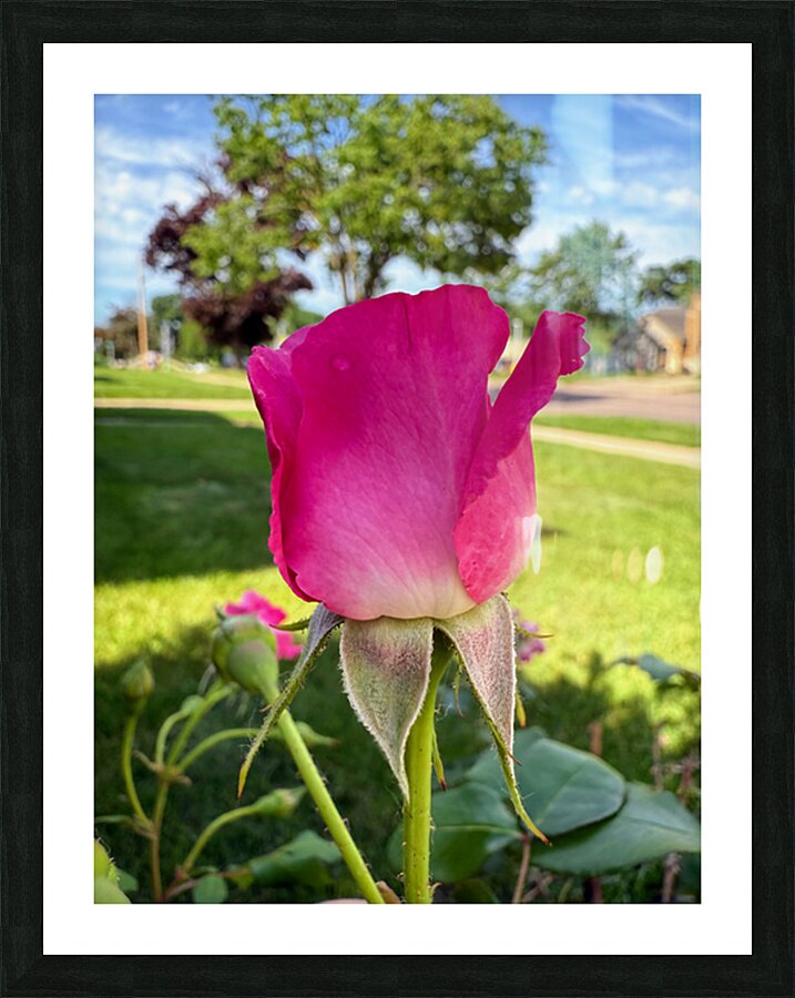 The Blush Before the Bloom Picture Frame print