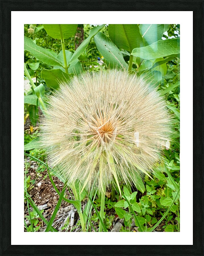 Prairie Starburst: A Prayer in Plant Form Picture Frame print