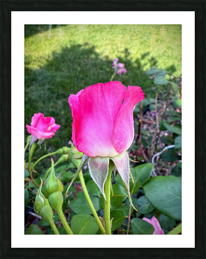 Velvet Guard of the Gardens Heart Picture Frame print