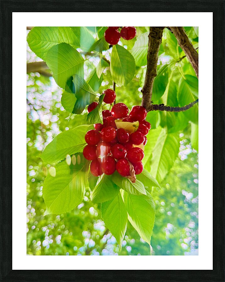 The Patience of Fruit: A Quiet Celebration Impression et Cadre photo