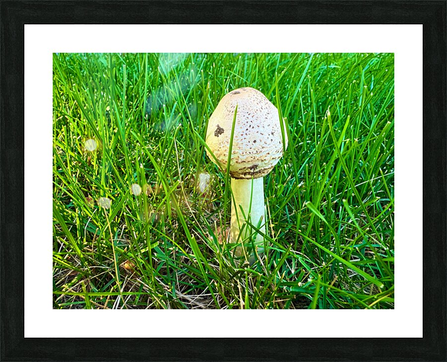 A Quiet Uprising from Below Picture Frame print