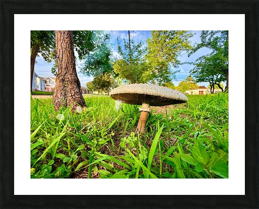 The Lone Umbrella of Morning Light Picture Frame print
