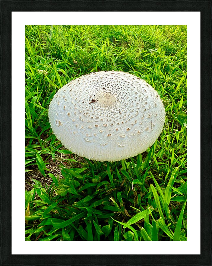 Fungal Solar Disc Picture Frame print