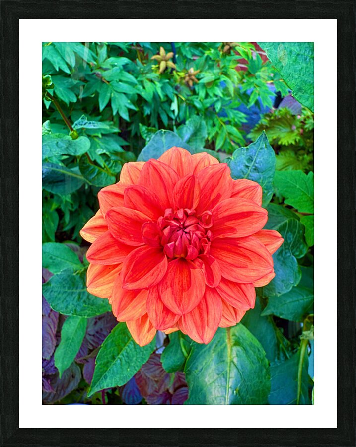 Dahlia Inferna: The Flame That Blossoms Picture Frame print