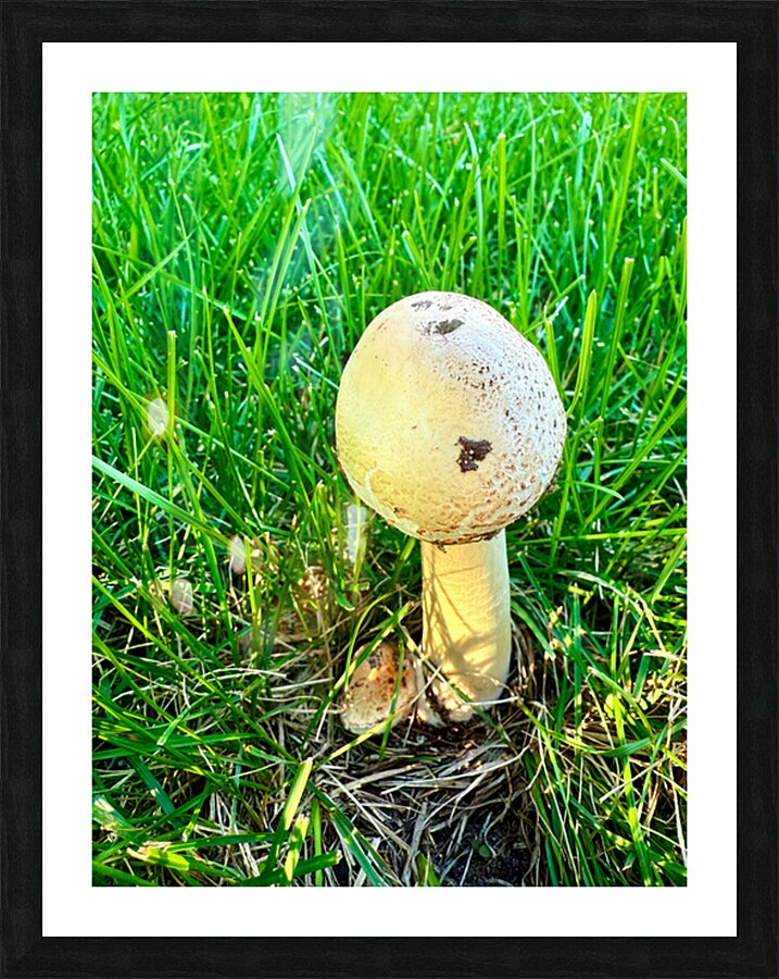 The Philosopher’s Cap Impression et Cadre photo