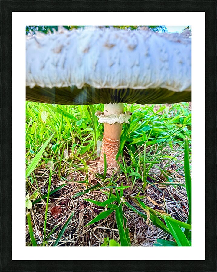 Under the Cap: A Fungal World Revealed Impression et Cadre photo