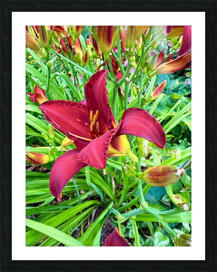 Royal Daylily Portrait Picture Frame print