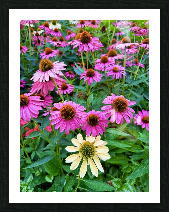 The Garden Collective Picture Frame print