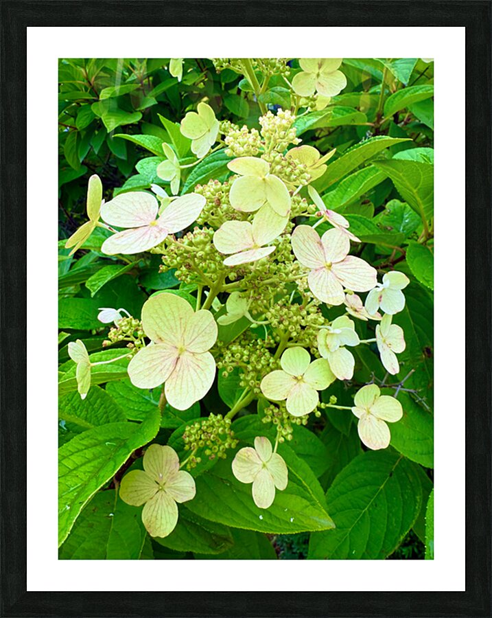  Pale Hydrangea Cluster Picture Frame print