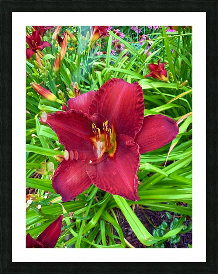 Garden Spotlight Picture Frame print