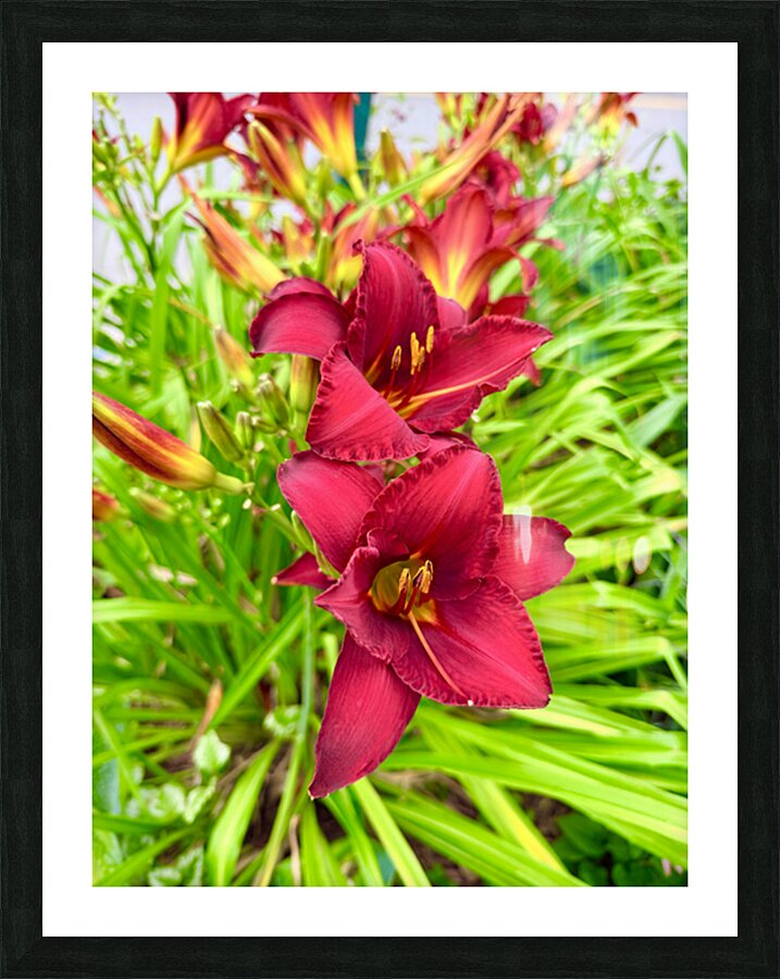 Scarlet Radiance Picture Frame print