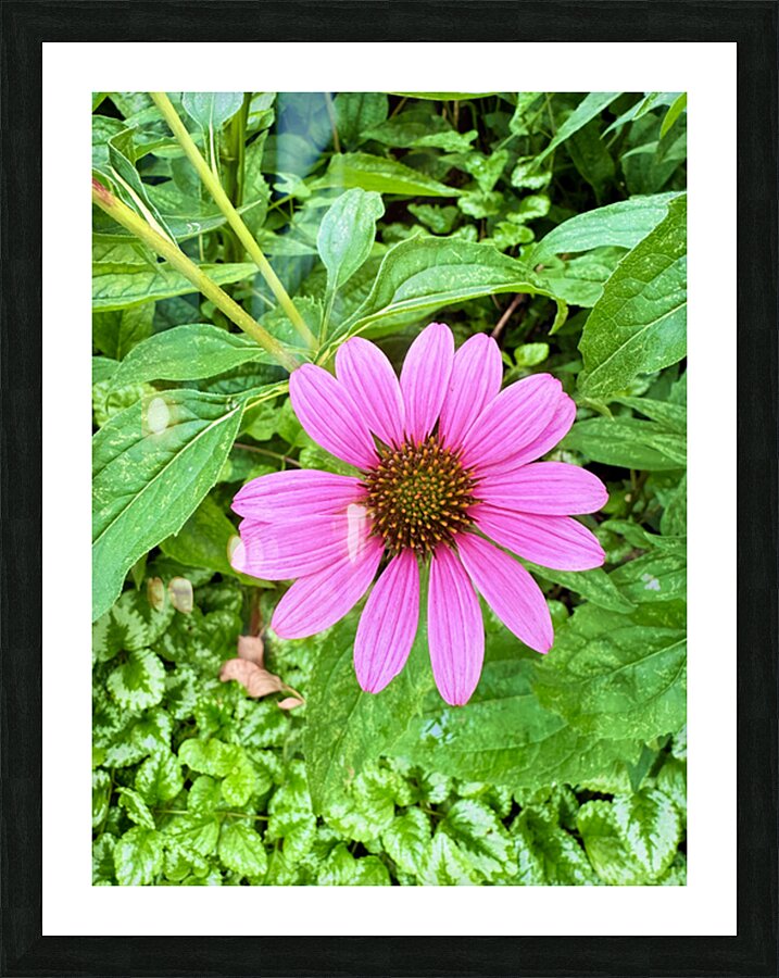 Heart of Summer Impression et Cadre photo