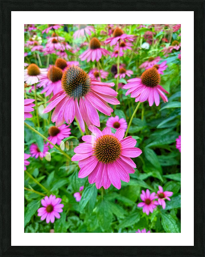 Petal Parade Impression et Cadre photo