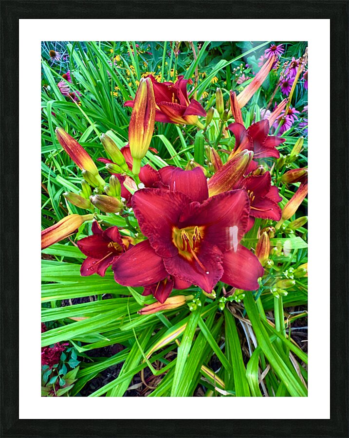 Scarlet Awakening Picture Frame print