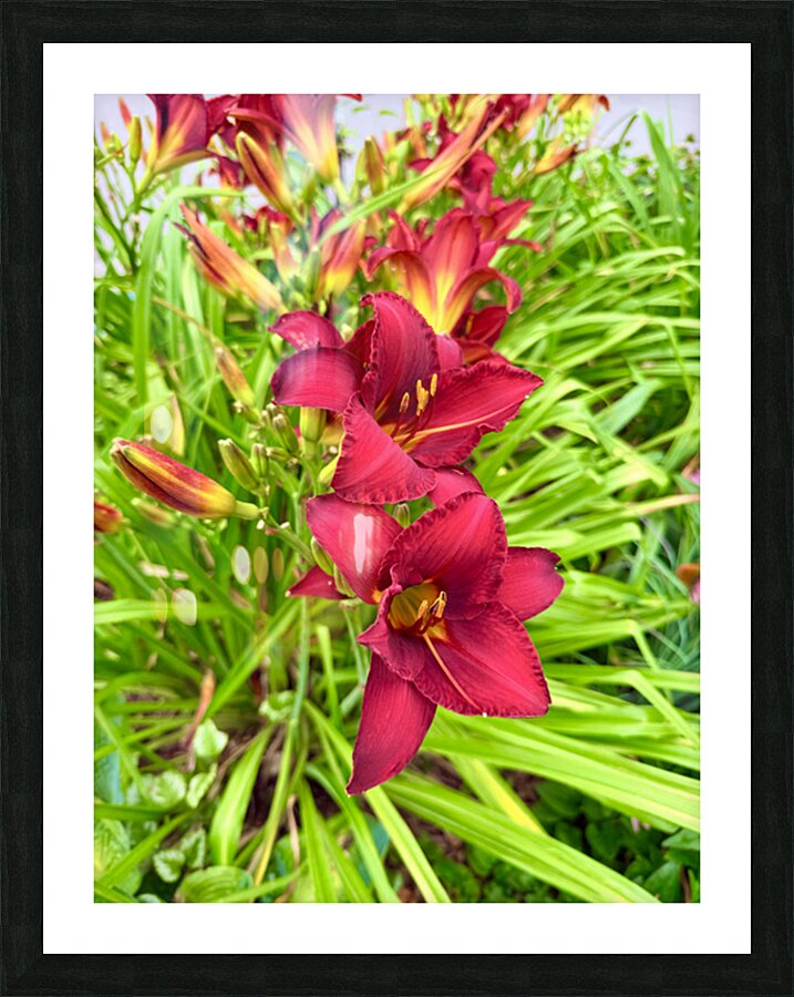 Flame of the Garden Picture Frame print