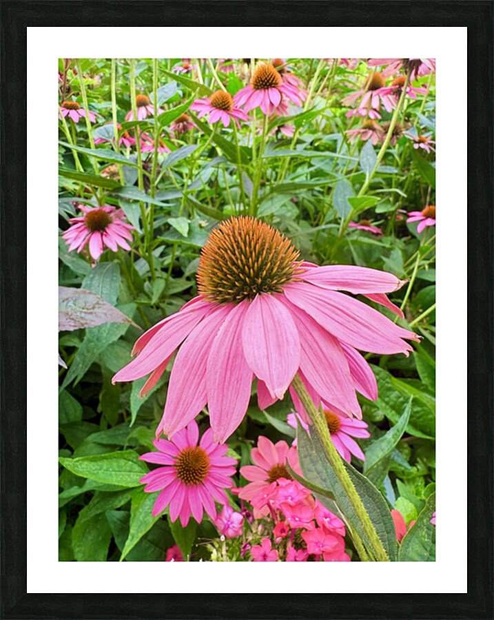 Echinacea Ensemble Picture Frame print