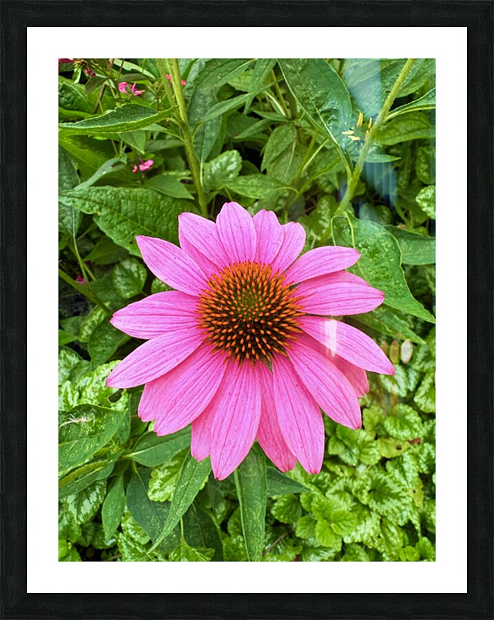 Pink Serenity Picture Frame print