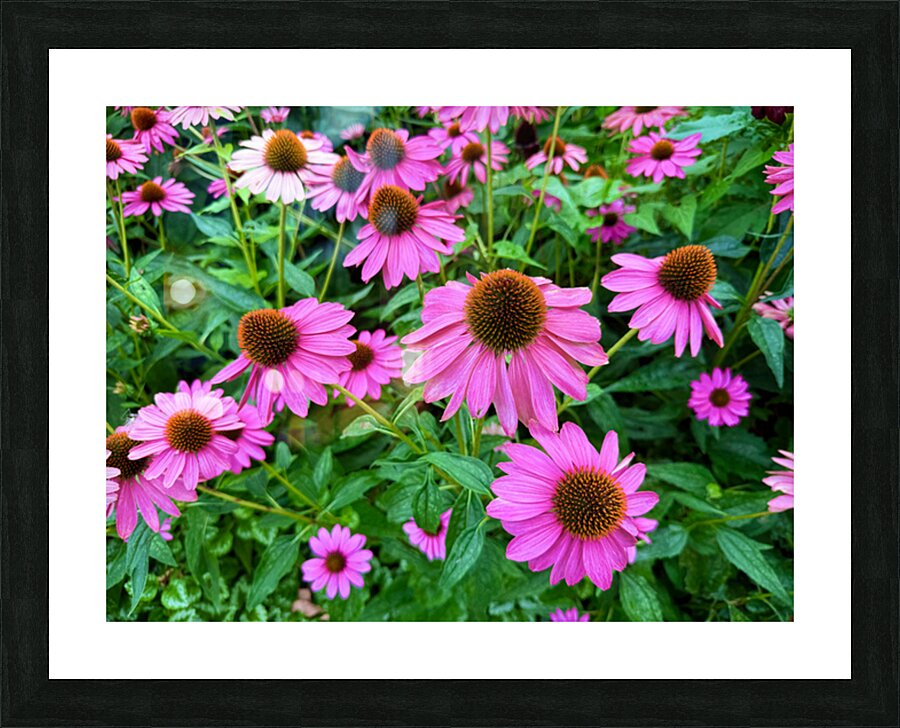 Field of Echinacea Dreams Picture Frame print