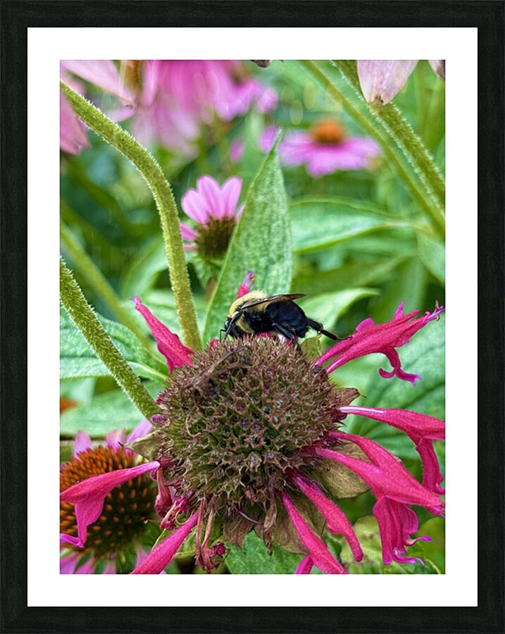 Fading Glory Last Harvest Picture Frame print