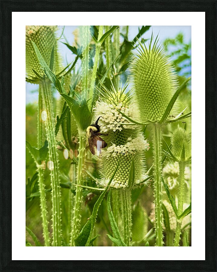 Wings and Spikes Impression et Cadre photo