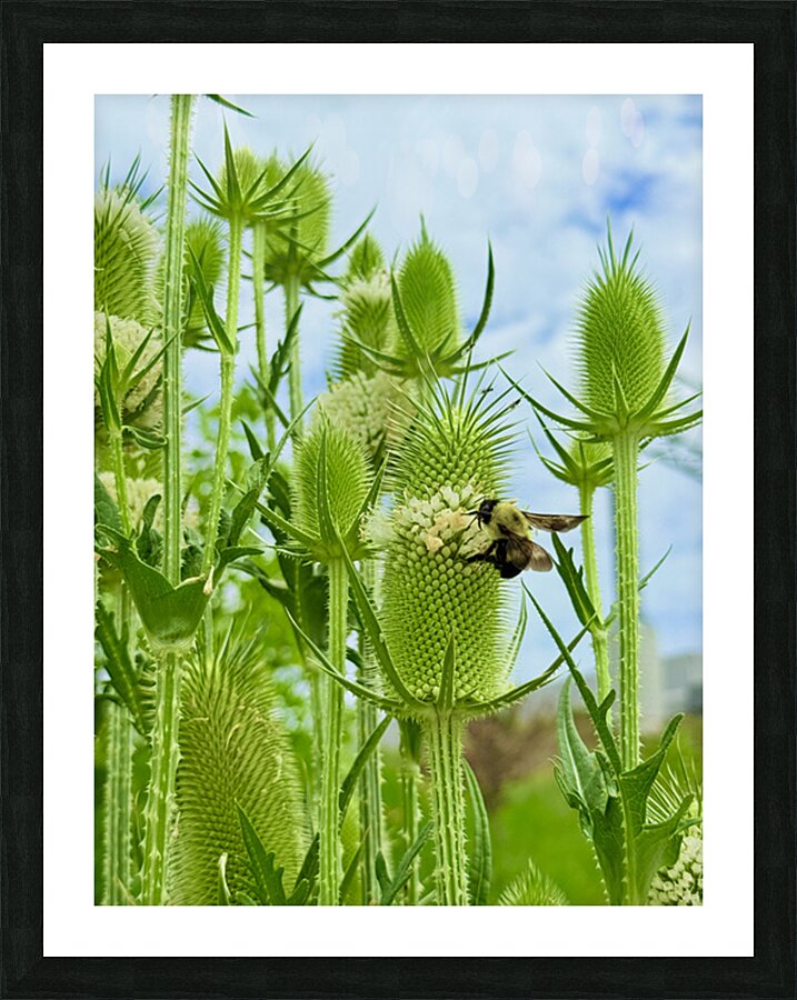 The Reach of Teasel Picture Frame print