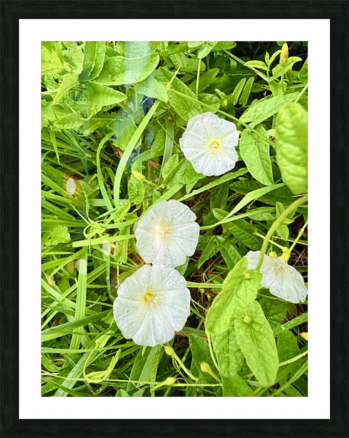 Bindweed Blossoms in the Grass Impression et Cadre photo