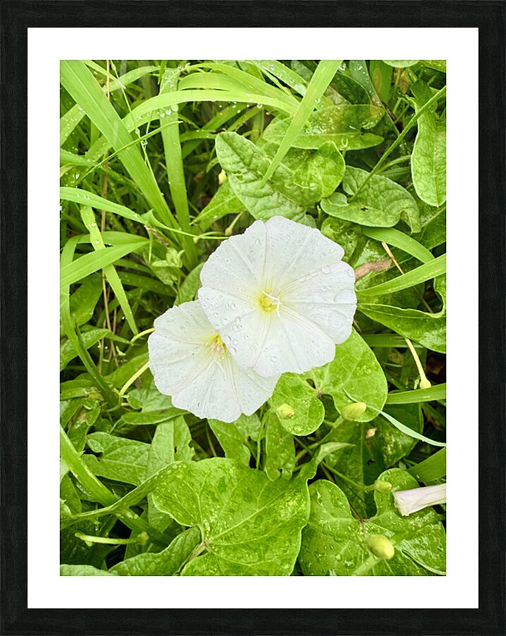 Paired in Bloom: Bindweed Duo Picture Frame print