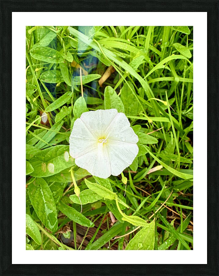 Bindweed Still Life in Nature Picture Frame print