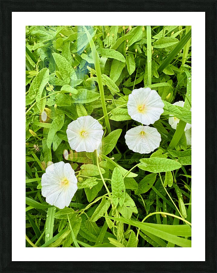Clustered Bindweed Flowers Impression et Cadre photo