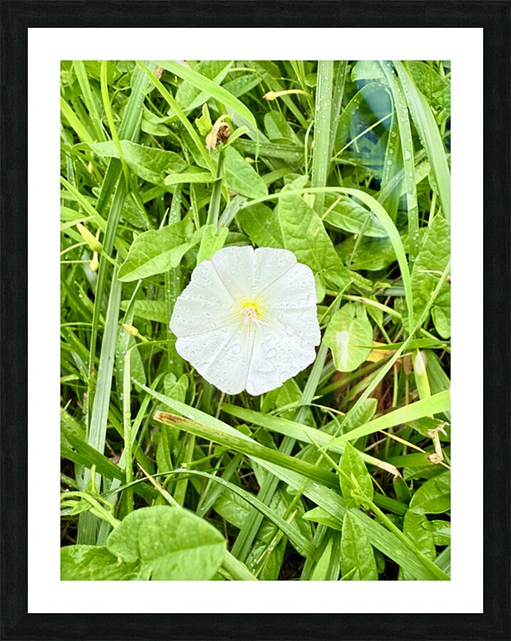 One Wild Bloom : Bindweed Focus Impression et Cadre photo