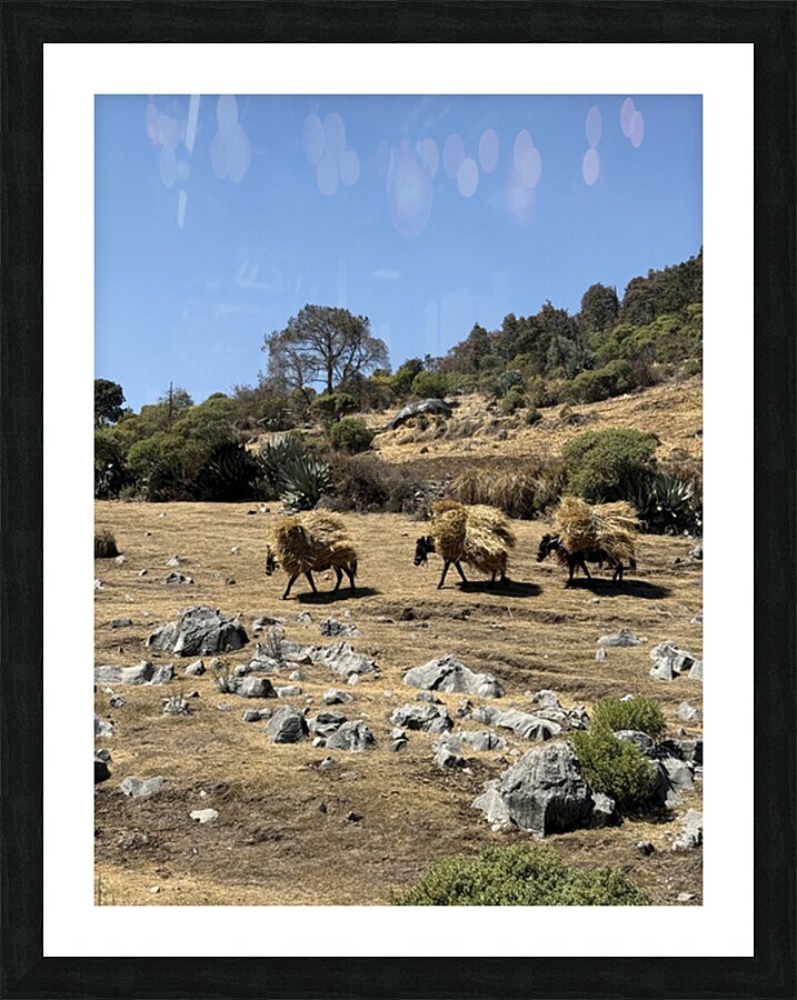 IMG 9558 Picture Frame print