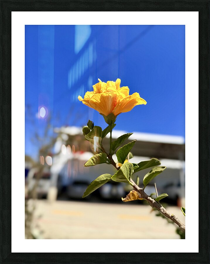 IMG 9796 Picture Frame print