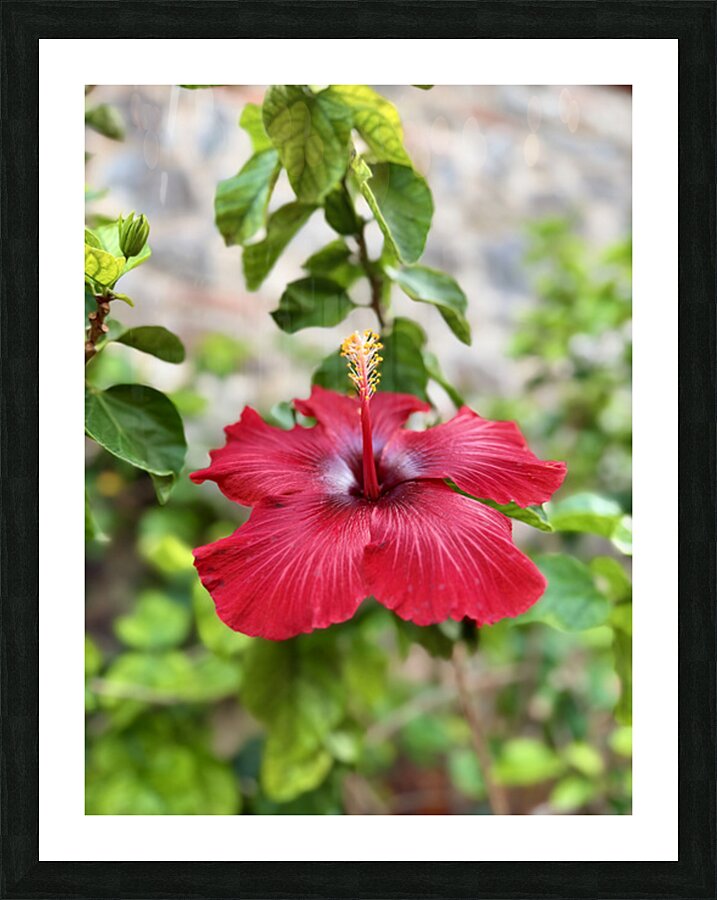 IMG 9953 Picture Frame print