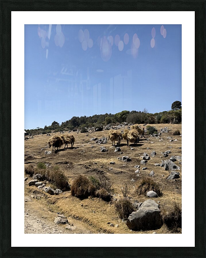 IMG 9563 Picture Frame print