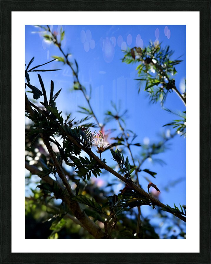 IMG 0029 Picture Frame print