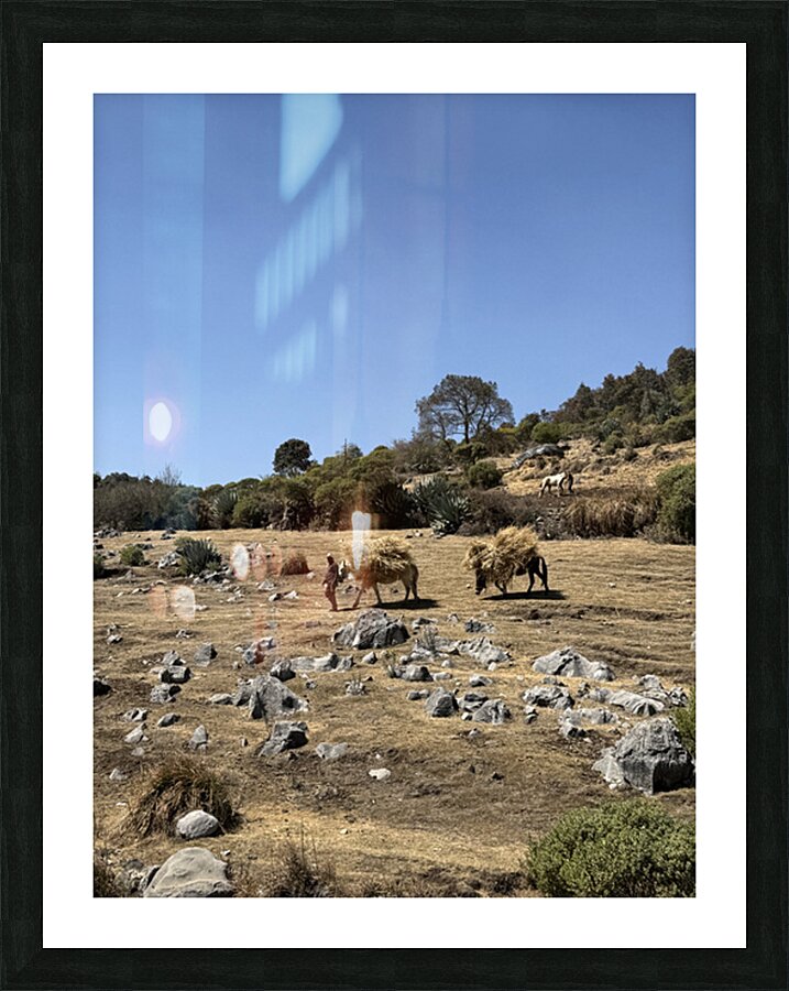 IMG 9555 Picture Frame print