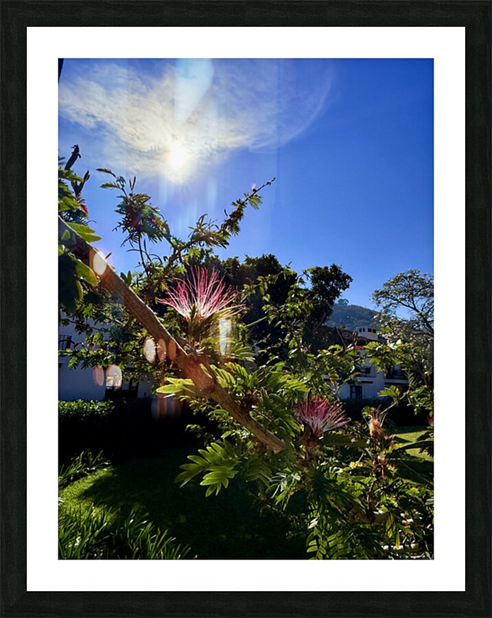 IMG 0024 Picture Frame print