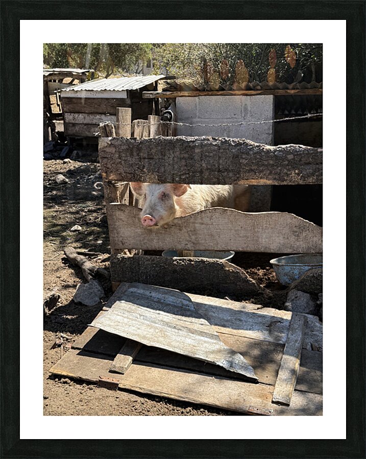 IMG 9518 Picture Frame print