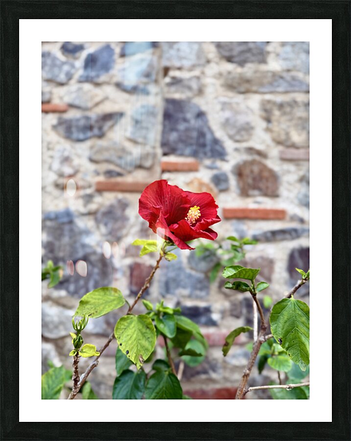 IMG 9956 Picture Frame print