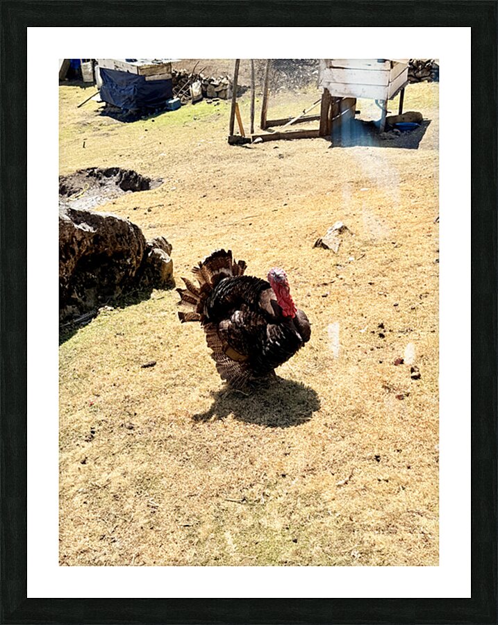 IMG 9621 Picture Frame print