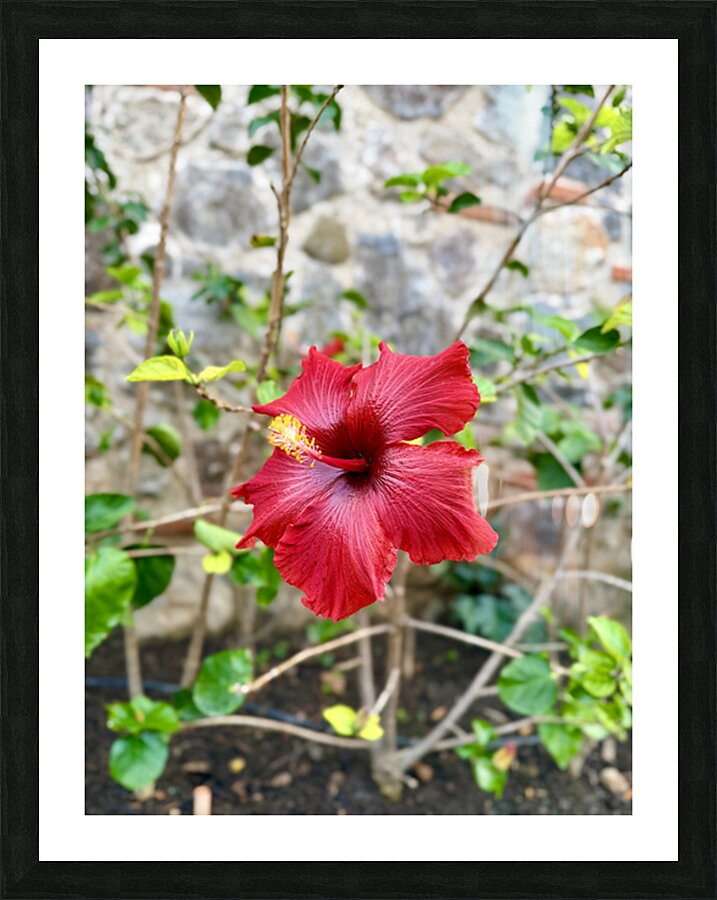 IMG 9955 Picture Frame print