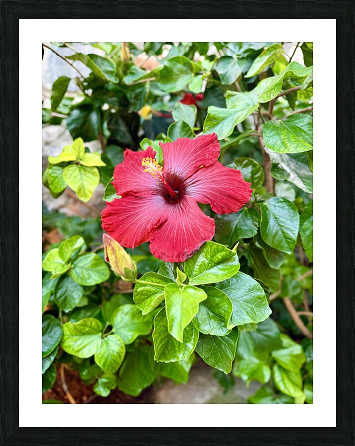 IMG 9958 Picture Frame print