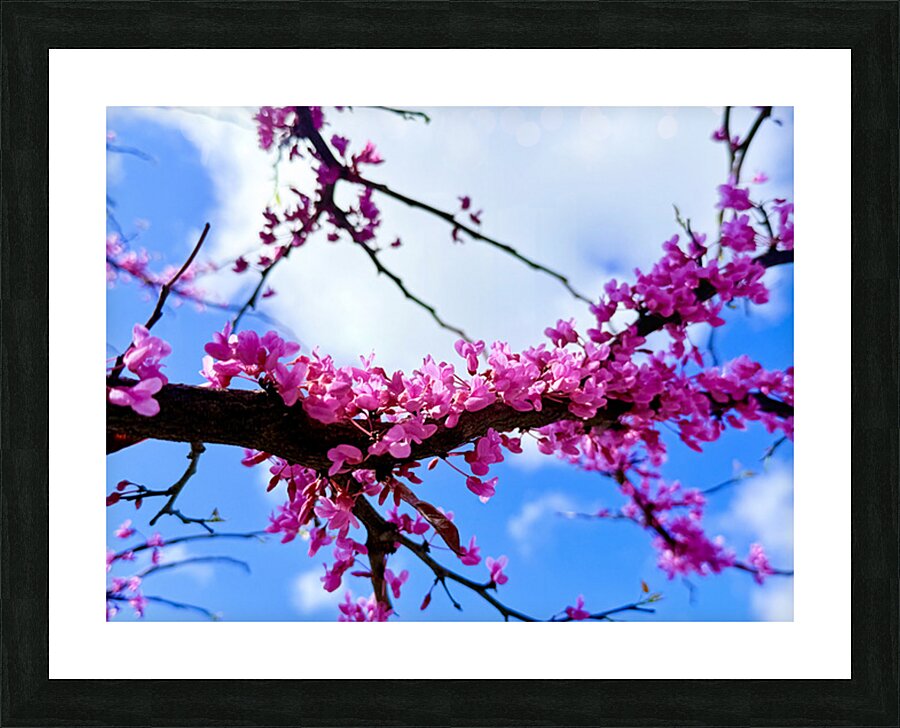 IMG 1704 Picture Frame print