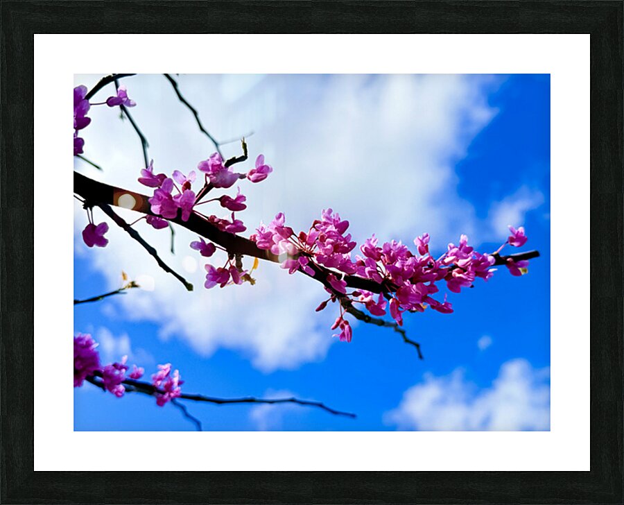 IMG 1702 Picture Frame print